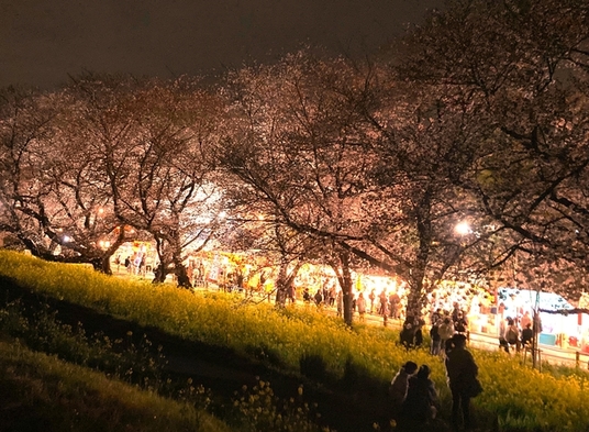夜桜と菜の花のコントラストが美しい「日本さくら名所100選」を見にいこう「さくら祭」送迎＆お弁当付